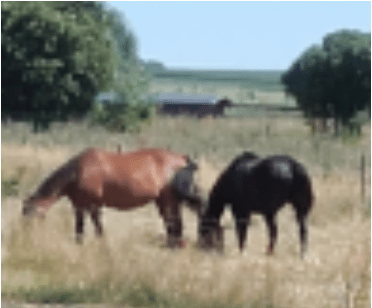 deux chevaux de loin